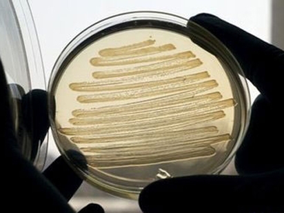Nhiên[-]liệu[-]sản[-]sinh[-]từ[-]vi[-]khuẩn[-]E.[-]coli[-]biến[-]đổi[-]gen[-]có[-]thành[-]phần[-]và[-]đặc[-]tính[-]hóa[-]học[-]gần[-]giống[-]dầu[-]diesel[-]thông[-]thường.[-]Ảnh:[-]BBC